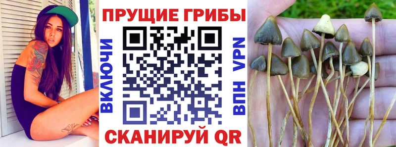 kraken сайт  Щёкино  Галлюциногенные грибы мицелий 